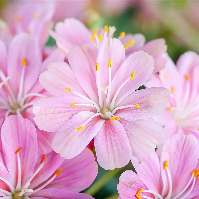 Piardino Gewöhnliche Bitterwurz - Lewisia cotyledon, Topfgröße: 13 cm, Sortenabhängig - Nahaufnahme einer Gruppe zarter, rosafarbener Lewisia-Blüten mit gelben Akzenten.