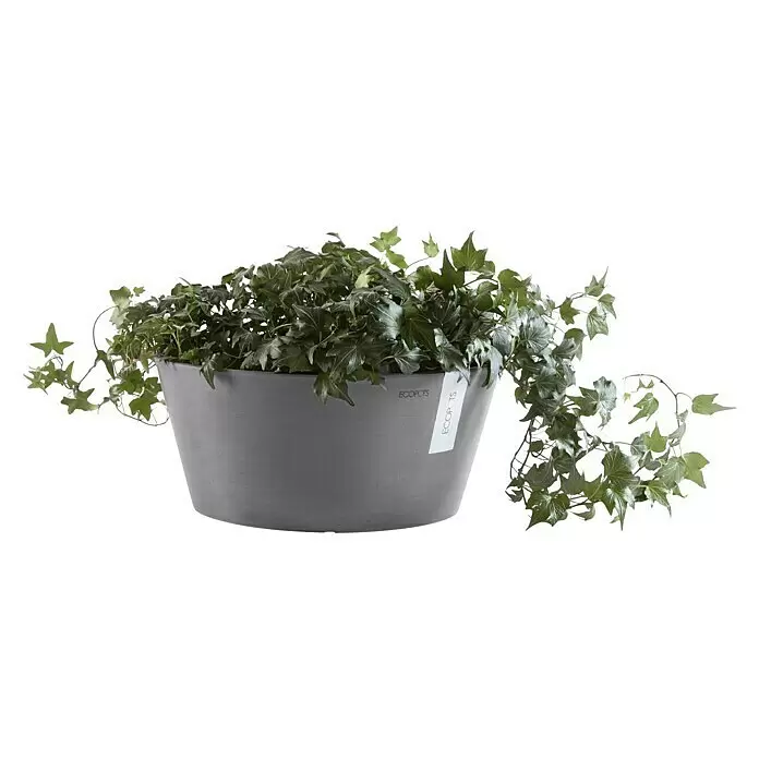 Ecopots Pflanzschale rund Frankfurt - Außenmaß (Ø x H): 50 x 25,7 cm, Kunststoff, Grau - Grauer Blumentopf mit Efeupflanze, versehen mit dem ECOPOTS Markenetikett.