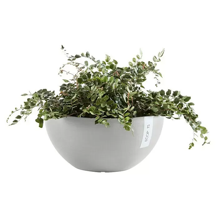 Ecopots Brussels Pflanzschale rund - Außenmaß (Ø x H): 30 x 14,8 cm, Kunststoff, Weiß Grau - Eine üppige Grünpflanze in einem hellgrauen, runden ECOPOTS Pflanztopf.