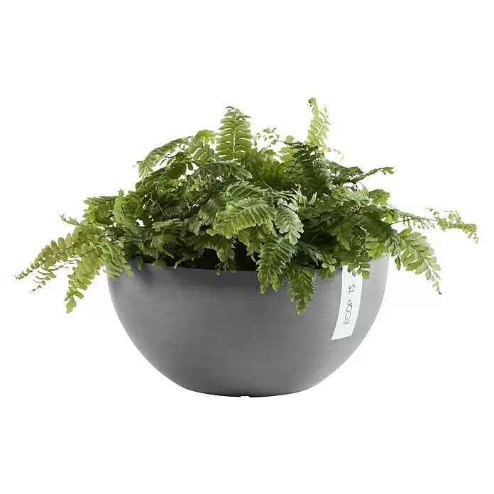Ecopots Brussels Pflanzschale rund - Außenmaß (Ø x H): 35 x 16,7 cm, Kunststoff, Grau - Runder grauer Topf mit grünem Farn. „ECO POTS“-Etikett sichtbar.