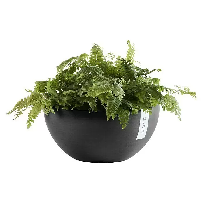 Ecopots Brussels Pflanzschale rund - Außenmaß (Ø x H): 35 x 16,7 cm, Kunststoff, Dunkelgrau - Ein leuchtend grüner Farn in einem dunkelgrauen, strukturierten, schalenförmigen Topf mit einem weißen „ECOPOTS“-Etikett.