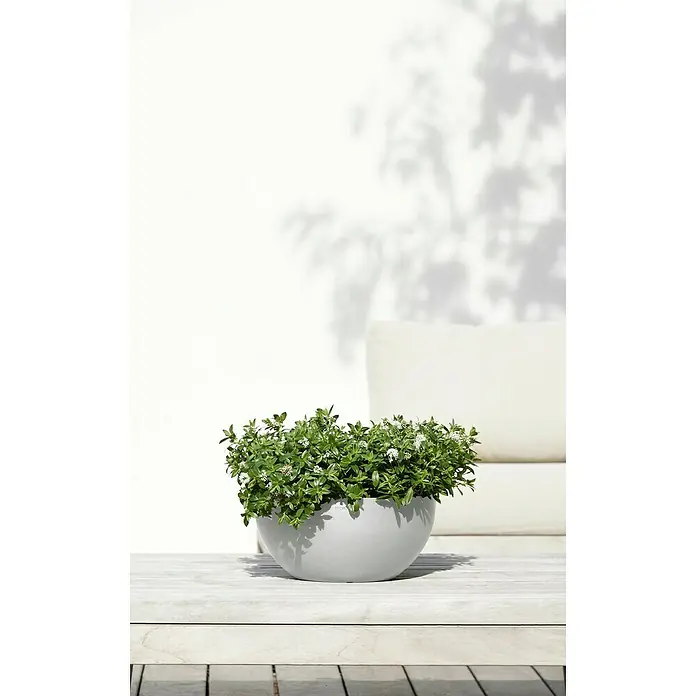 Ecopots Brussels Pflanzschale rund - Außenmaß (Ø x H): 30 x 14,8 cm, Kunststoff, Weiß Grau - Aufnahme einer Hebe Strauchpflanze in einem runden, grauen Pflanzgefäß auf einem Tisch, vor einem hellen, neutralen Hintergrund.