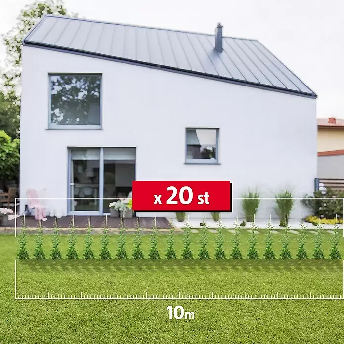 Leyland-Zypresse20 Stk., Aktuelle Wuchshöhe: 175 cm - 200 cm, Cupressocyparis leylandii