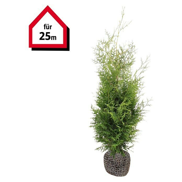 Lebensbaum (50 Stk., 100 cm - 120 cm, Thuja occidentalis 'Brabant') | BAUHAUS