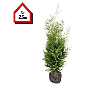 Lebensbaum (50 Stk., 100 cm - 120 cm, Thuja occidentalis 'Brabant') | BAUHAUS