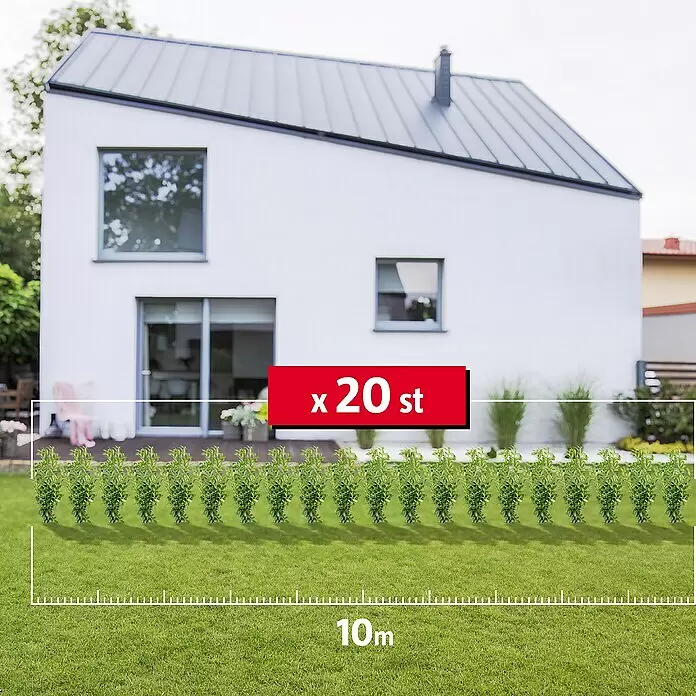 Kirschlorbeer20 Stk., 125 cm - 150 cm, Prunus laurocerasus 'Genolia'