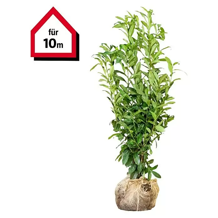 Kirschlorbeer20 Stk., 125 cm - 150 cm, Prunus laurocerasus 'Genolia'