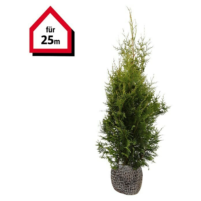 Lebensbaum (75 Stk., 80 cm - 100 cm, Thuja occidentalis 'Brabant') | BAUHAUS