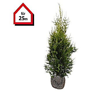 Lebensbaum (75 Stk., 80 cm - 100 cm, Thuja occidentalis 'Brabant')