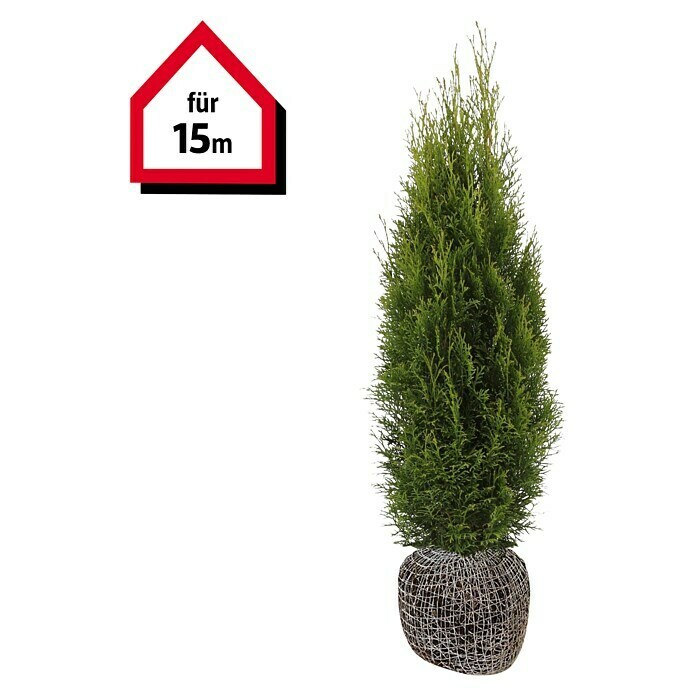 Lebensbaum (30 Stk., 100 cm - 120 cm, Thuja occidentalis 'Smaragd') | BAUHAUS