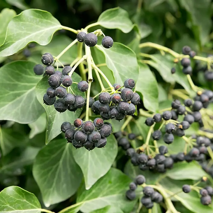 Efeu Hecke100 Stk., 125 cm - 150 cm, Hedera hibernica - Nahaufnahme von reifen Efeu-Beeren, die auf grünen Blättern wachsen. Die glänzenden, dunklen Früchte sind ein schöner Kontrast zu den Blättern.