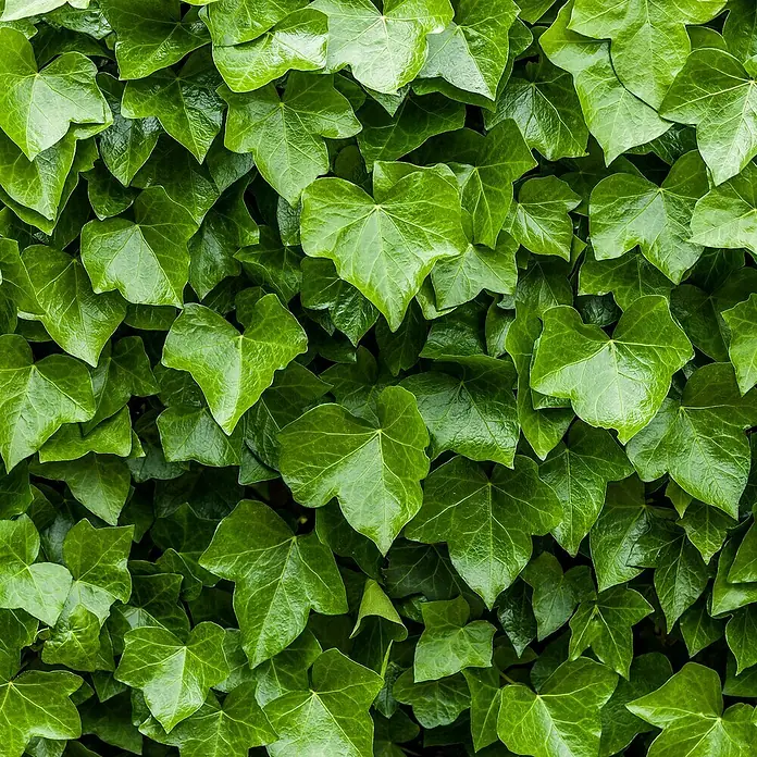 Efeu Hecke100 Stk., 125 cm - 150 cm, Hedera hibernica - Nahaufnahme von glänzendem, grünem Efeu, der dicht an einer Wand wächst und eine natürliche, lebendige Textur bildet.