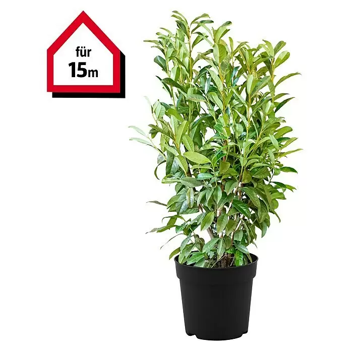 Kirschlorbeer30 Stk., 80 cm - 100 cm, Prunus laurocerasus 'Genolia'