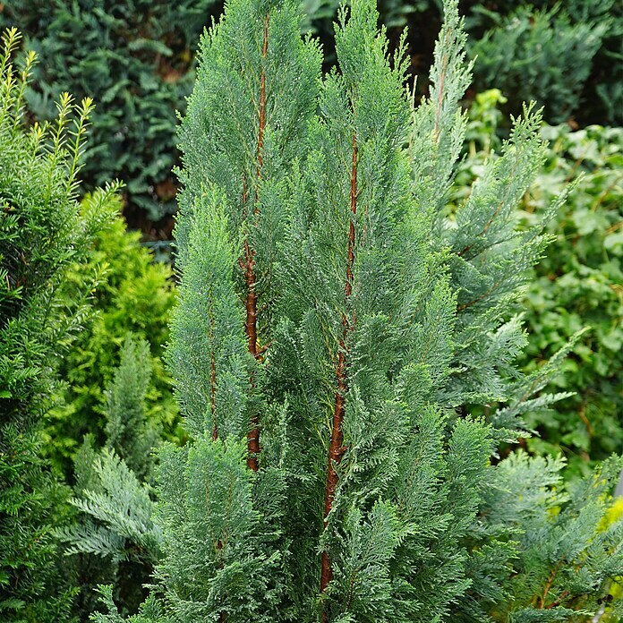 Blaue Säulenzypresse (30 Stk., 140 cm - 160 cm, Chamaecyparis lawsoniana 'Columnaris') | BAUHAUS