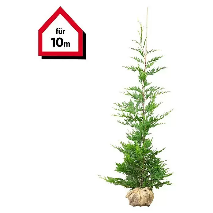 Leyland-Zypresse20 Stk., Aktuelle Wuchshöhe: 175 cm - 200 cm, Cupressocyparis leylandii