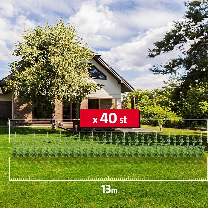 Leyland-Zypresse (40 Stk., Aktuelle Wuchshöhe: 125 cm - 150 cm, Cupressocyparis leylandii) | BAUHAUS