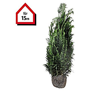 Blaue Säulenzypresse (30 Stk., 120 cm - 140 cm, Chamaecyparis lawsoniana 'Columnaris')