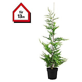 Leyland-Zypresse (40 Stk., Aktuelle Wuchshöhe: 125 cm - 150 cm, Cupressocyparis leylandii)