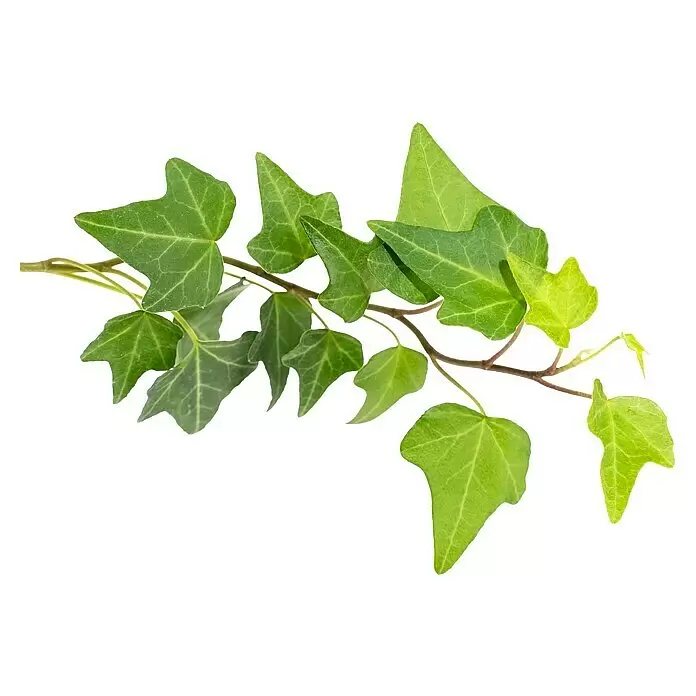 Efeu Hecke100 Stk., 125 cm - 150 cm, Hedera hibernica
