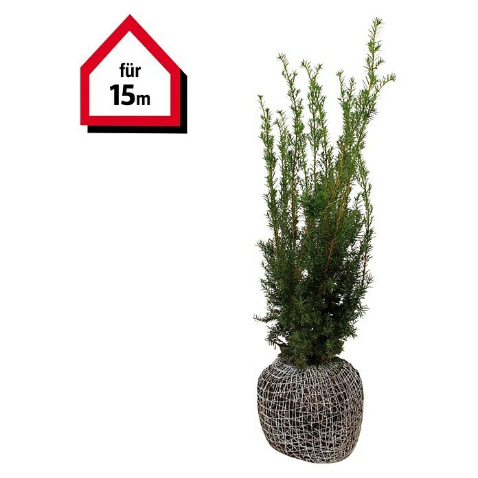 Heimische Eibe (45 Stk., 80 cm - 100 cm, Taxus baccata) | BAUHAUS