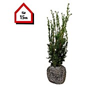 Heimische Eibe (45 Stk., 80 cm - 100 cm, Taxus baccata) | BAUHAUS