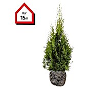 Lebensbaum (45 Stk., 80 cm - 100 cm, Thuja occidentalis 'Smaragd') | BAUHAUS