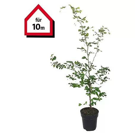 Rotbuche