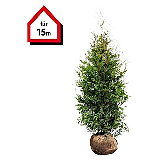 Lebensbaum (Thuja occidentalis 'Brabant', Aktuelle Wuchshöhe: 140 cm - 160 cm)