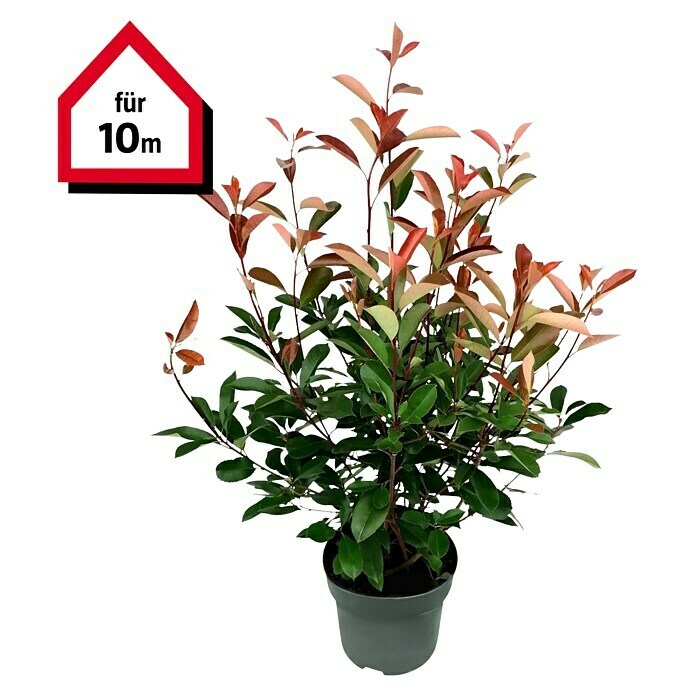 Glanzmispel (20 Stk., 125 cm - 150 cm, Photinia fraseri 'Red Robin') | BAUHAUS