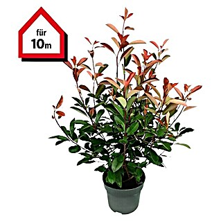 Glanzmispel (20 Stk., 125 cm - 150 cm, Photinia fraseri 'Red Robin')