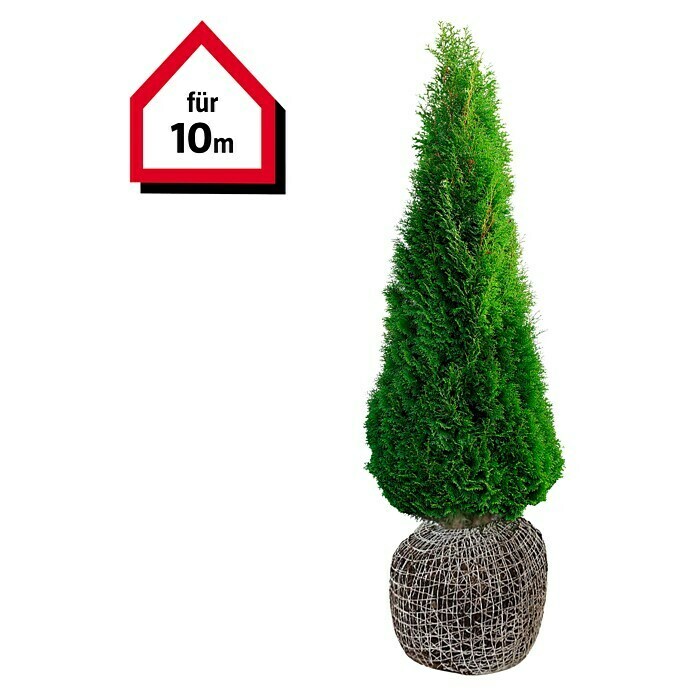 Lebensbaum (20 Stk., 180 cm - 200 cm, Thuja occidentalis 'Smaragd') | BAUHAUS