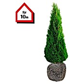 Lebensbaum (20 Stk., 180 cm - 200 cm, Thuja occidentalis 'Smaragd') | BAUHAUS