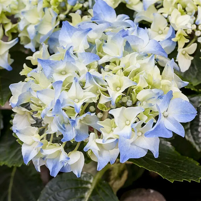 Piardino Hydrangea - Hydrangea macrophylla, Tamaño de maceta: 13 cm, En función de la variedad - Primer plano de una flor de hortensia azul claro y blanca con hojas verdes.