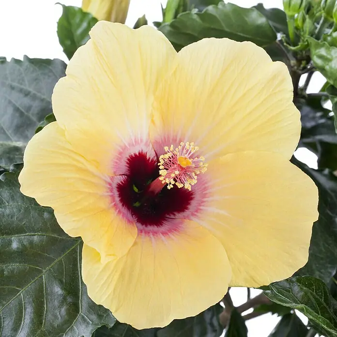 Piardino Garteneibisch - Hibiscus sinensis, Topfgröße: 13 cm, Gelb - Nahaufnahme einer gelben Hibiskusblüte mit rotem Zentrum, umgeben von grünen Blättern, die die exotische Schönheit der Pflanze hervorhebt.