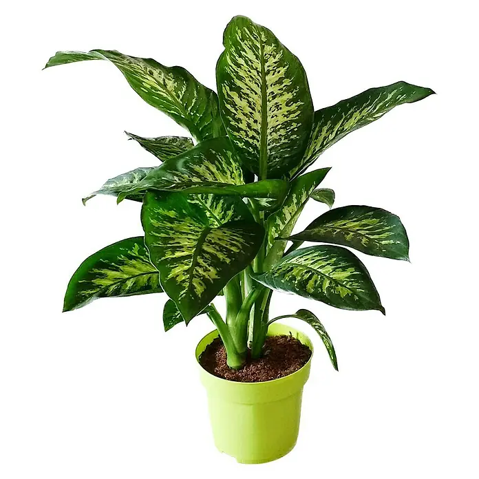Piardino Dieffenbachie Tropic Snow - Dieffenbachia maculata, Topfgröße: 24 cm, Blattfarbe: Bunt - Ein Dieffenbachia Zimmerpflanze im Topf. Sie hat große, grün-gelb gemusterte Blätter und ist in einem hellgrünen Topf gepflanzt.
