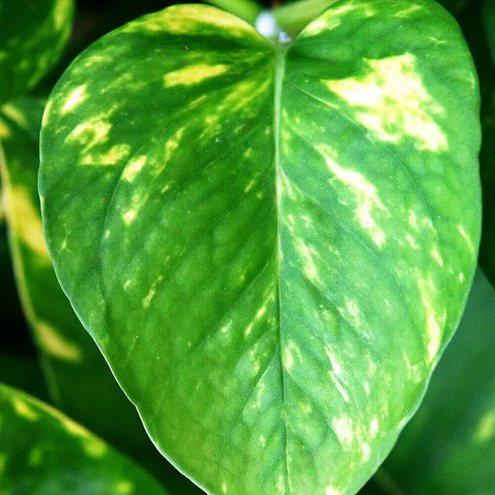 Piardino Efeutute - Epipremnum aureum, Topfgröße: 24 cm - Nahaufnahme eines grünen Blattes mit gelben Akzenten, das die natürliche Schönheit und die feinen Details hervorhebt.