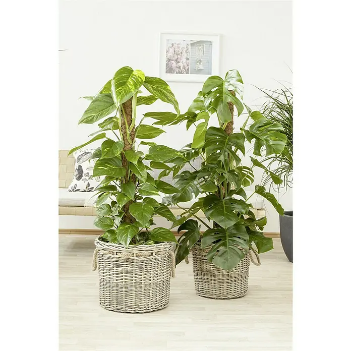 philodendron green lemon Philodendron Lemon Lime 6