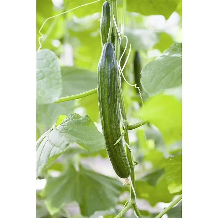 Piardino Bio Schlangengurke Mini veredelt - Cucumis sativus, 12 cm, Erntezeit: Juli - Frische Gurken hängen an der Pflanze, bereit zur Ernte, ein Zeichen für gesunde, natürliche Ernährung direkt aus dem Garten.