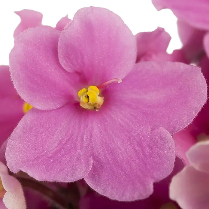 Piardino Violeta africana - Saintpaulia ionantha, Tamaño de maceta: 12 cm, Color de flor: Dependiendo de la variedad - Primer plano de una flor de violeta africana rosa, mostrando sus delicados pétalos y detalles finos alrededor del centro amarillo.