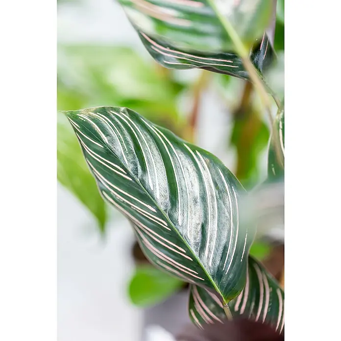 Piardino Calathea - Calathea hybride, Topfgröße: 24 cm, Grün/Weiß - Nahaufnahme eines Blattes der Calathea ornata 'Pinstripe' mit ihren markanten, gestreiften Mustern.