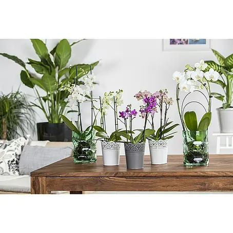 Piardino  Orquídea mariposa