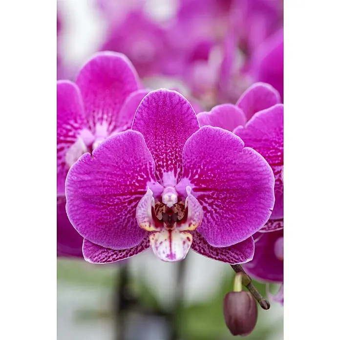 Piardino Schmetterlingsorchidee - Phalaenopsis in Sorten, Topfgröße: 12 cm, Anzahl Triebe: 2 Stk., Aufrecht - Nahaufnahme einer pinkfarbenen Orchidee, die ihre filigranen Details und lebendigen Farbtöne hervorhebt.\n