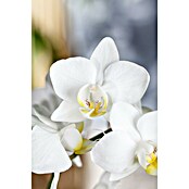 Piardino Schmetterlingsorchidee (Phalaenopsis in Sorten, Topfgröße: 12 cm, Anzahl Triebe: 2 Stk., Aufrecht) | BAUHAUS