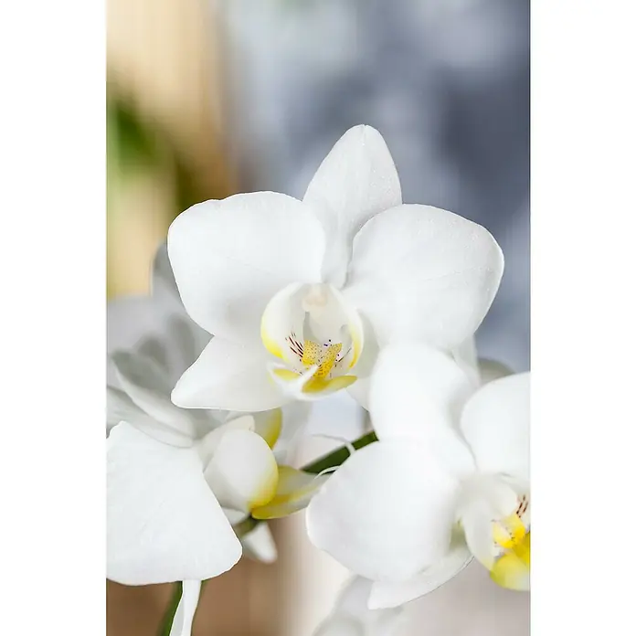 Piardino Schmetterlingsorchidee - Phalaenopsis in Sorten, Topfgröße: 12 cm, Anzahl Triebe: 2 Stk., Aufrecht - Nahaufnahme einer eleganten weißen Orchidee mit gelben Akzenten, die ihre zarte Schönheit hervorhebt.
