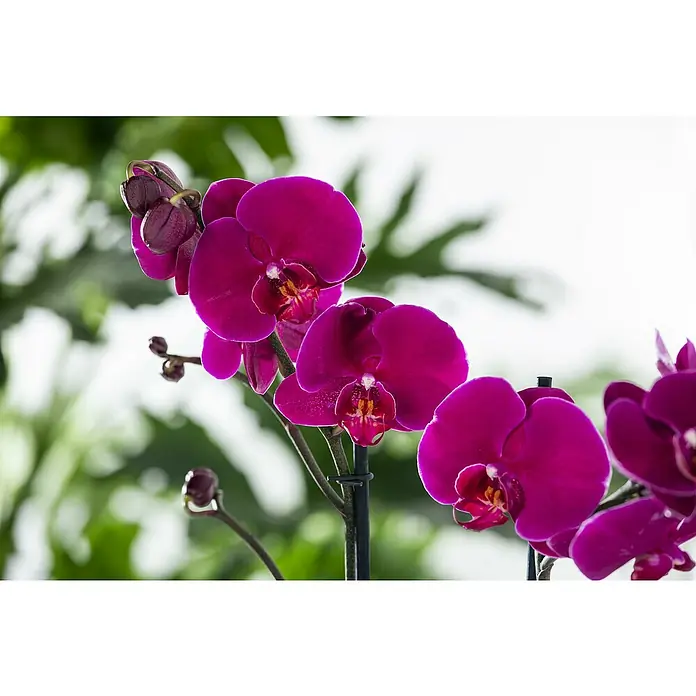 Piardino Schmetterlingsorchidee - Phalaenopsis in Sorten, Topfgröße: 12 cm, Anzahl Triebe: 2 Stk., Aufrecht - Nahaufnahme von leuchtend magenta Orchideenblüten vor einem verschwommenen grünen Hintergrund.