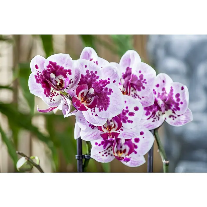 Piardino Schmetterlingsorchidee - Phalaenopsis in Sorten, Topfgröße: 12 cm, Anzahl Triebe: 2 Stk., Aufrecht - Nahaufnahme einer blühenden Orchidee mit violetten Flecken auf weißen Blütenblättern. Die Orchidee ist eine elegante und dekorative Zimmerpflanze.