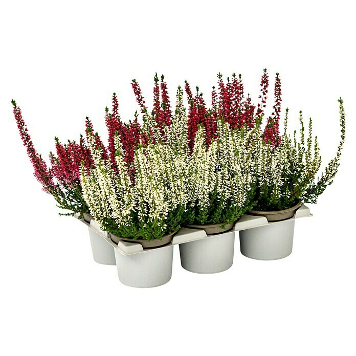 Calluna vulgaris 10 Beauty Ladies 6er 6