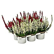 Calluna vulgaris 10 Beauty Ladies 6er 6