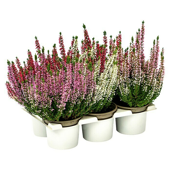 Calluna vulgaris 10 Beauty Ladies 6er 6