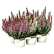 Calluna vulgaris 10 Beauty Ladies 6er 6